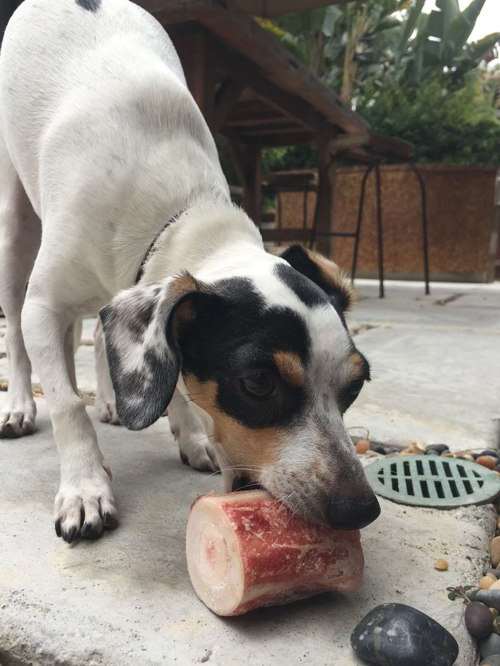 Dirty Dogs Carlsbad | 2521 Palomar Airport Rd #105, Carlsbad, CA 92011, USA | Phone: (760) 438-3478 Dirty Dogs Carlsbad | 2521 Palomar Airport Rd #105, Carlsbad, CA 92011, USA | Phone: (760) 438-3478