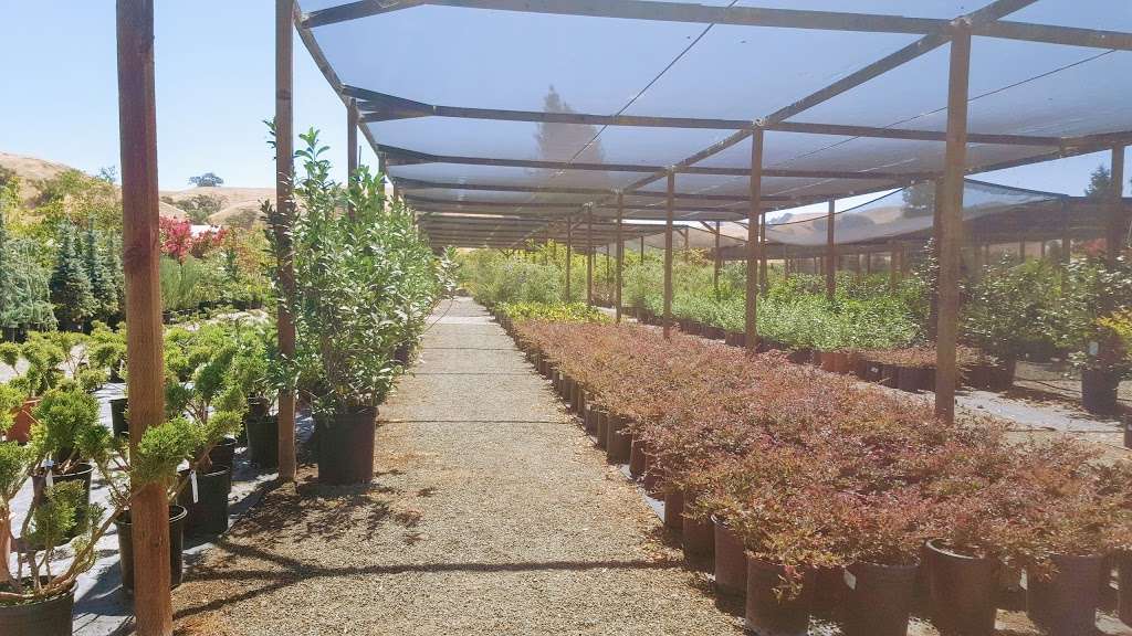 Calaveras Nursery, Inc. | 1000 Calaveras Rd, Sunol, CA 94586, USA | Phone: (925) 862-2286