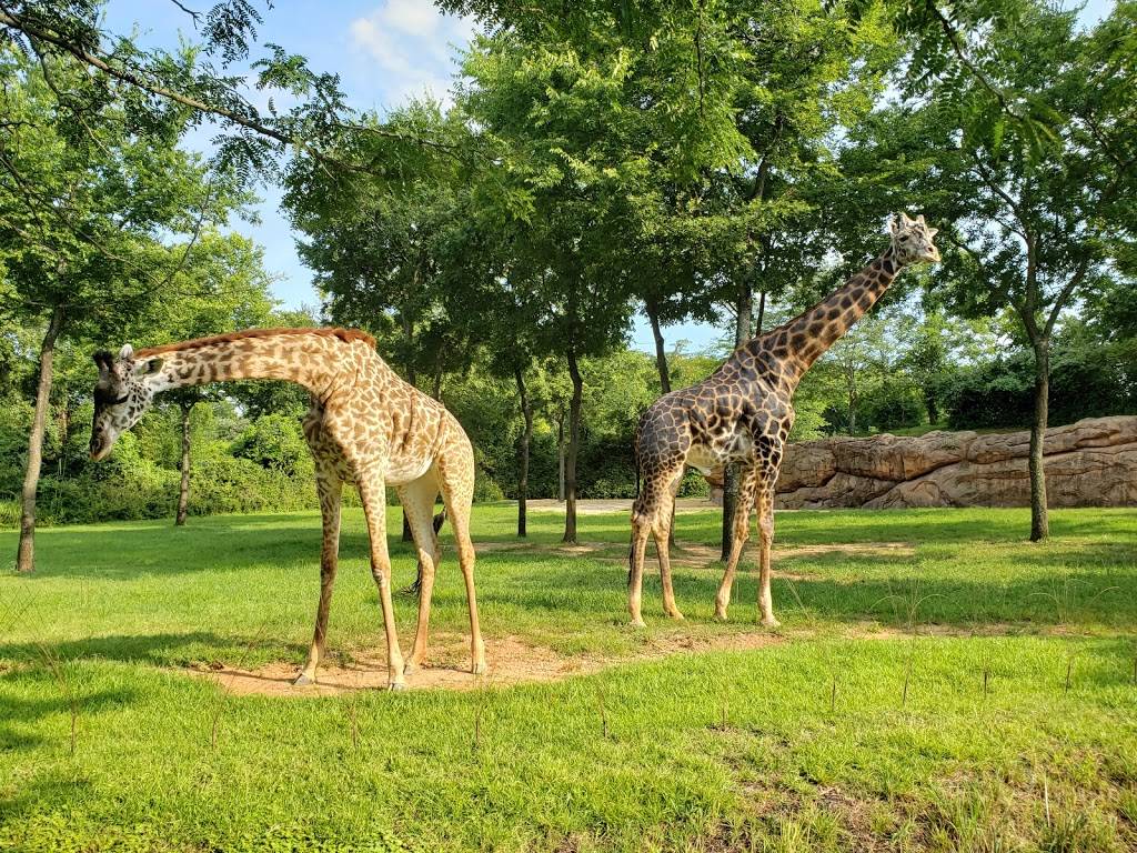 Nashville Zoo at Grassmere | 3777 Nolensville Pike, Nashville, TN 37211, USA | Phone: (615) 833-1534