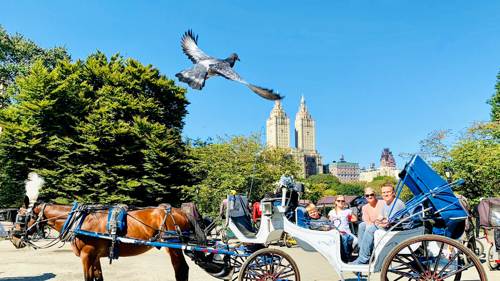 NYC Horse carriage services | 200 Central Park south West drive, entrance on, 7th Ave, New York, NY 10019, USA | Phone: (800) 813-0705