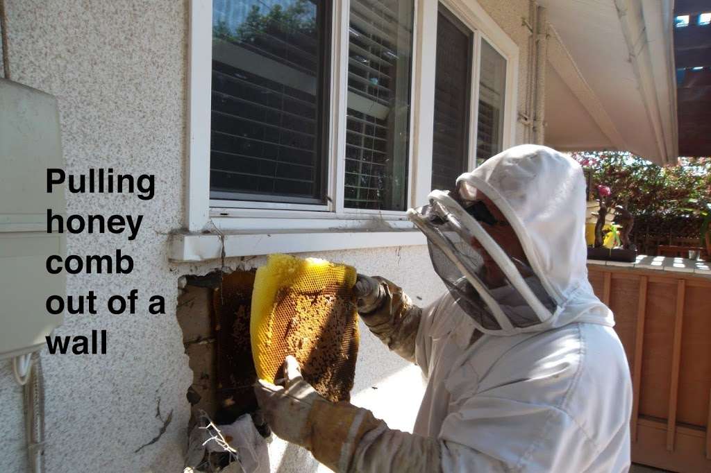 Hive Pro Bee Removal inc. | 8832 Villanova Ave, Los Angeles, CA 90045 | Phone: (424) 400-5705