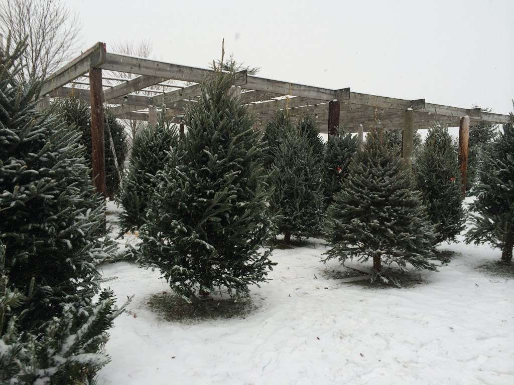 Keris Tree Farm & Christmas Shop | 848 Rte 524, Allentown, NJ 08501, USA | Phone: (609) 259-0720