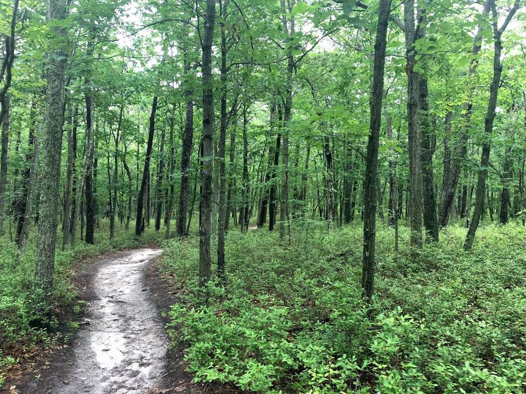 Egg Harbor Township Nature Reserve | Egg Harbor Township, NJ 08234, USA