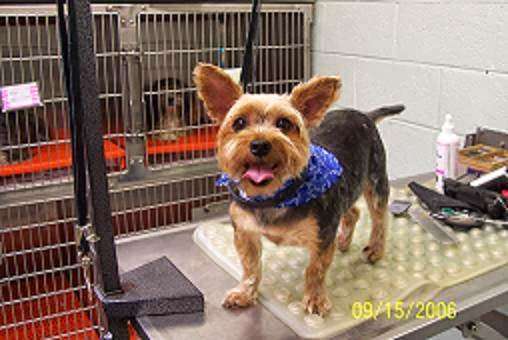 Culpeper Animal Hospital | 441 Aspen St, Culpeper, VA 22701, USA | Phone: (540) 829-9085