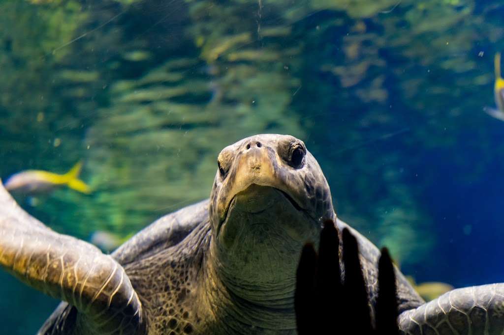 Turtle Reef | San Diego, CA 92109, USA | Phone: (800) 257-4268