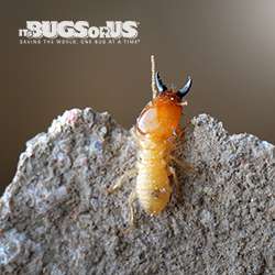 Its Bugs Or Us - San Antonio | 1014 Peabody Ave, San Antonio, TX 78211, USA | Phone: (210) 664-1847