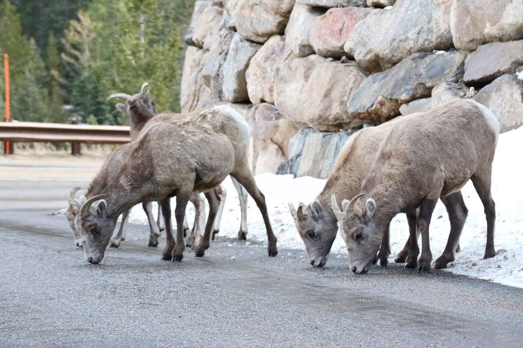 Clear Lake Campground | Guanella Pass Rd, Idaho Springs, CO 80452, USA | Phone: (303) 567-4382