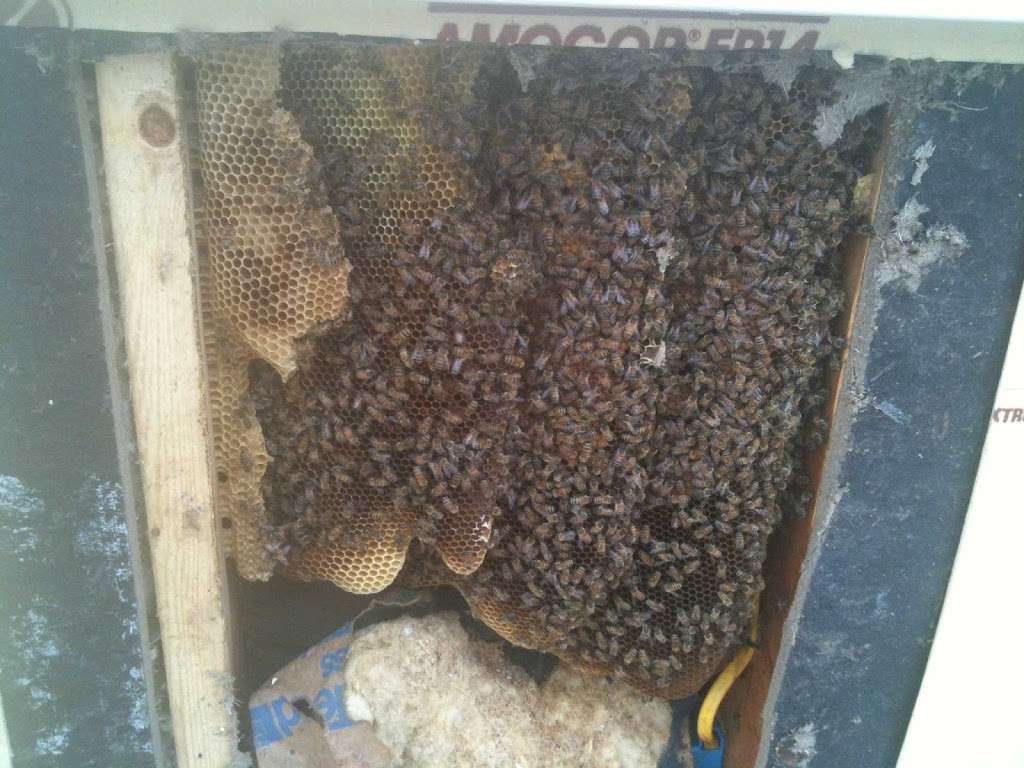Bees Hive Dons Honey Bee Swarm Removal | 15243 Long St, Overland Park, KS 66221, USA | Phone: (913) 558-2370