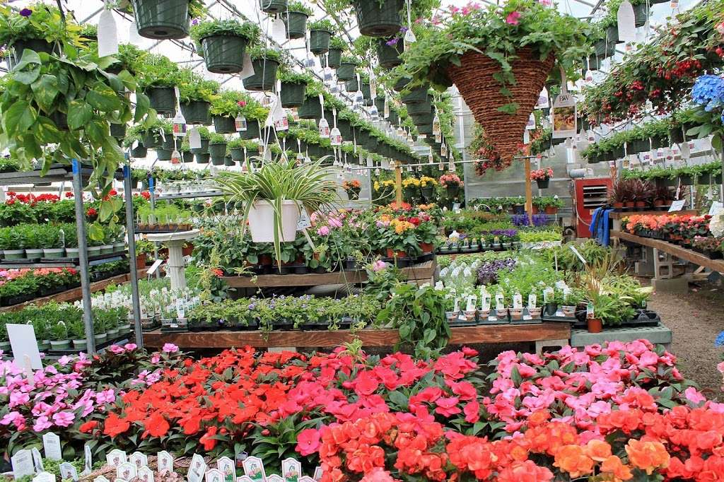 Village Green Nurseries Inc | 147 Providence Hwy, Norwood, MA 02062, USA | Phone: (781) 762-0962