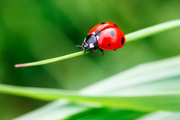 Dimino Pest Control | 10520 Chapel Hill Rd #871, Morrisville, NC 27560, USA | Phone: (919) 798-8100