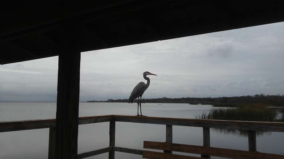 Winter Garden Lake Apopka Shore | 778 N Lakeview Ave, Winter Garden, FL 34787, USA