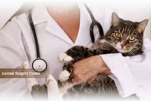 Affordable Spay & Neuter | 24861 Alicia Pkwy, Laguna Hills, CA 92653 | Phone: (949) 768-1314