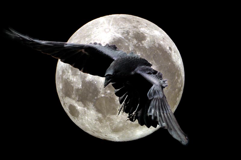 Raven Moonlight Botanicals | 2210 India Hook Rd Suite 104, Rock Hill, SC 29732, USA | Phone: (704) 225-3592