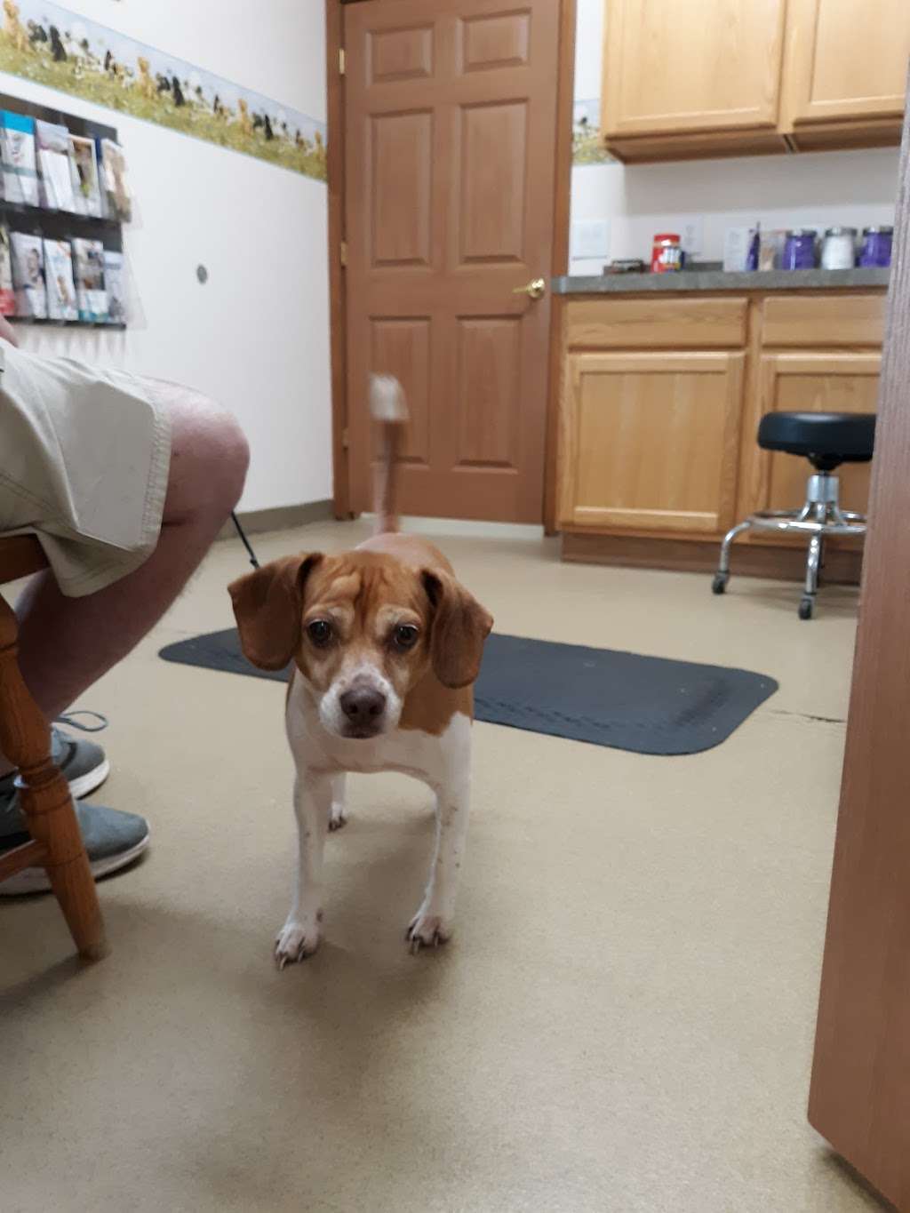 Buck Creek Veterinary Clinic | 10972 IN-3, Knightstown, IN 46148, USA | Phone: (765) 345-2103