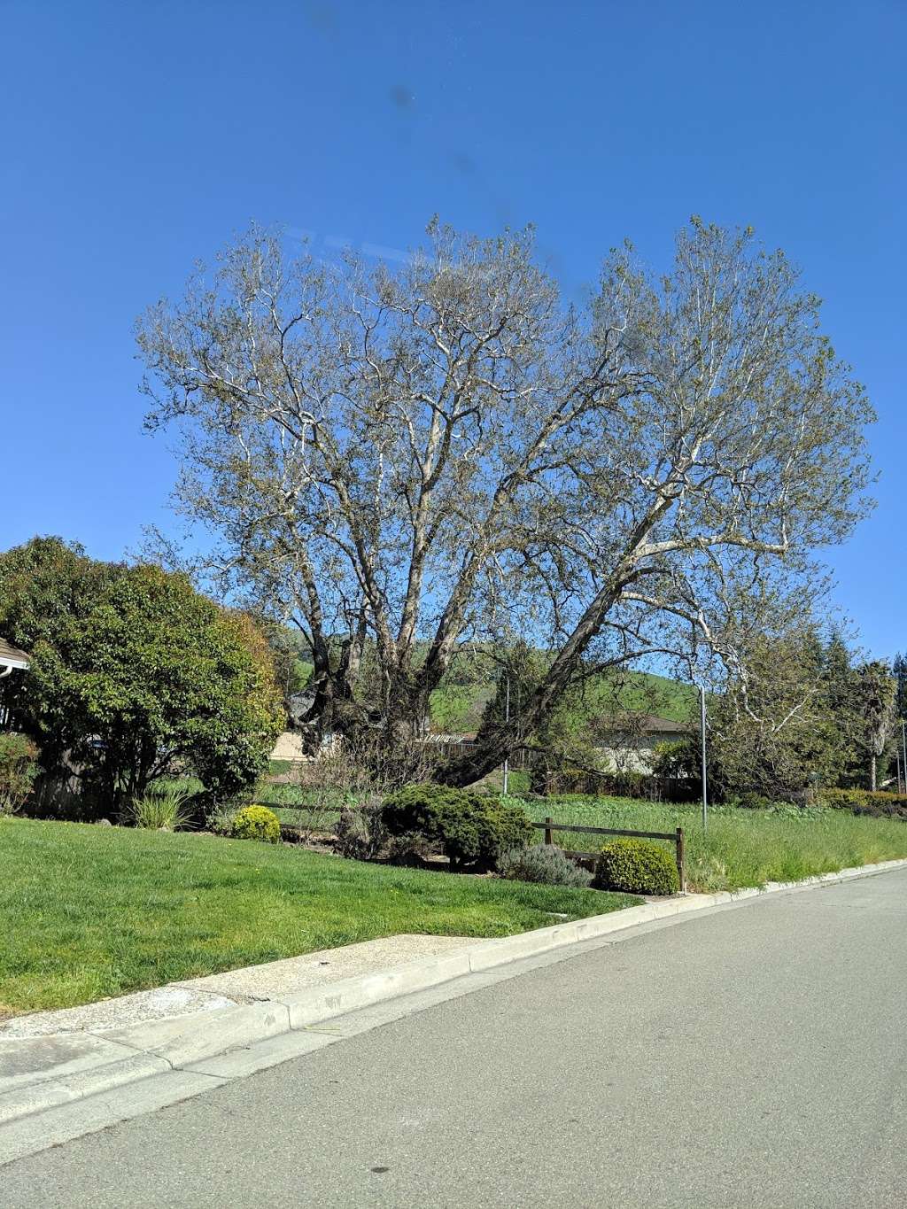 The Big Tree | 46644 Rancho Higuera Rd, Fremont, CA 94539