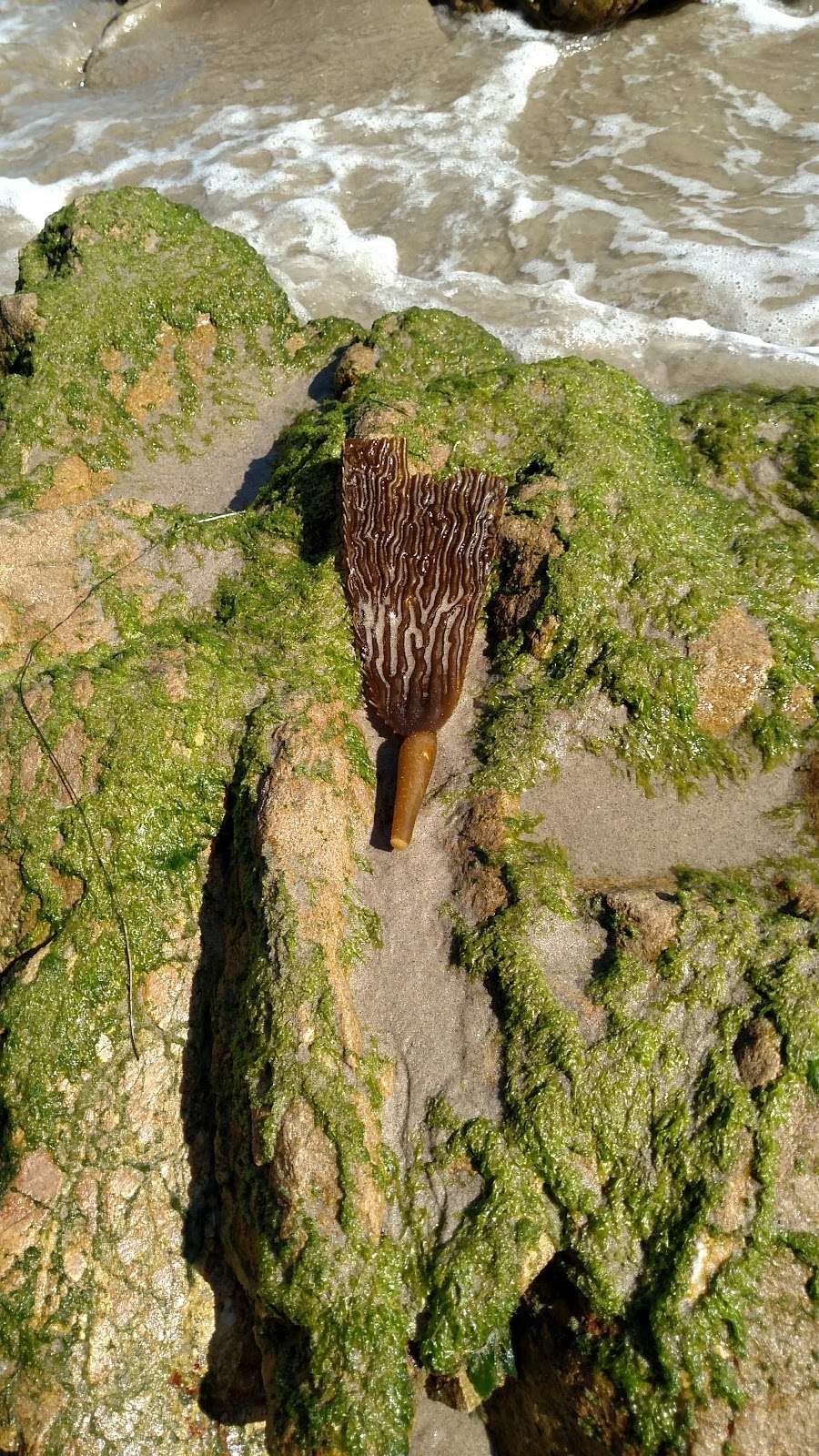 Robert H. Meyer Memorial State Beach | Malibu, CA 90265, USA | Phone: (818) 880-0363