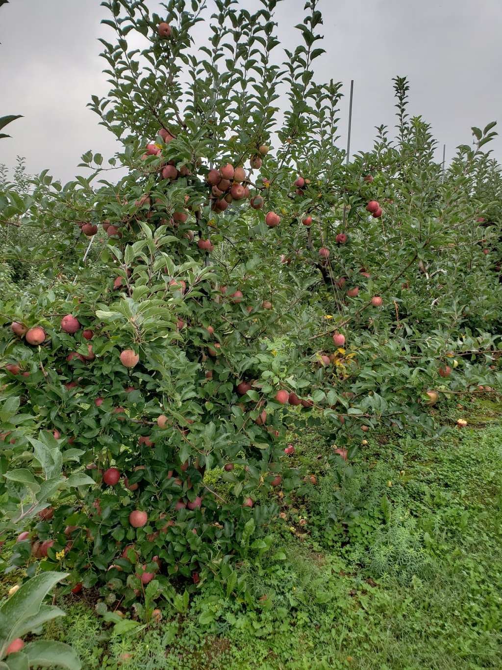 Hamilton Family Orchards | 7786 Steinsburg Rd, Coopersburg, PA 18036 | Phone: (610) 967-6135