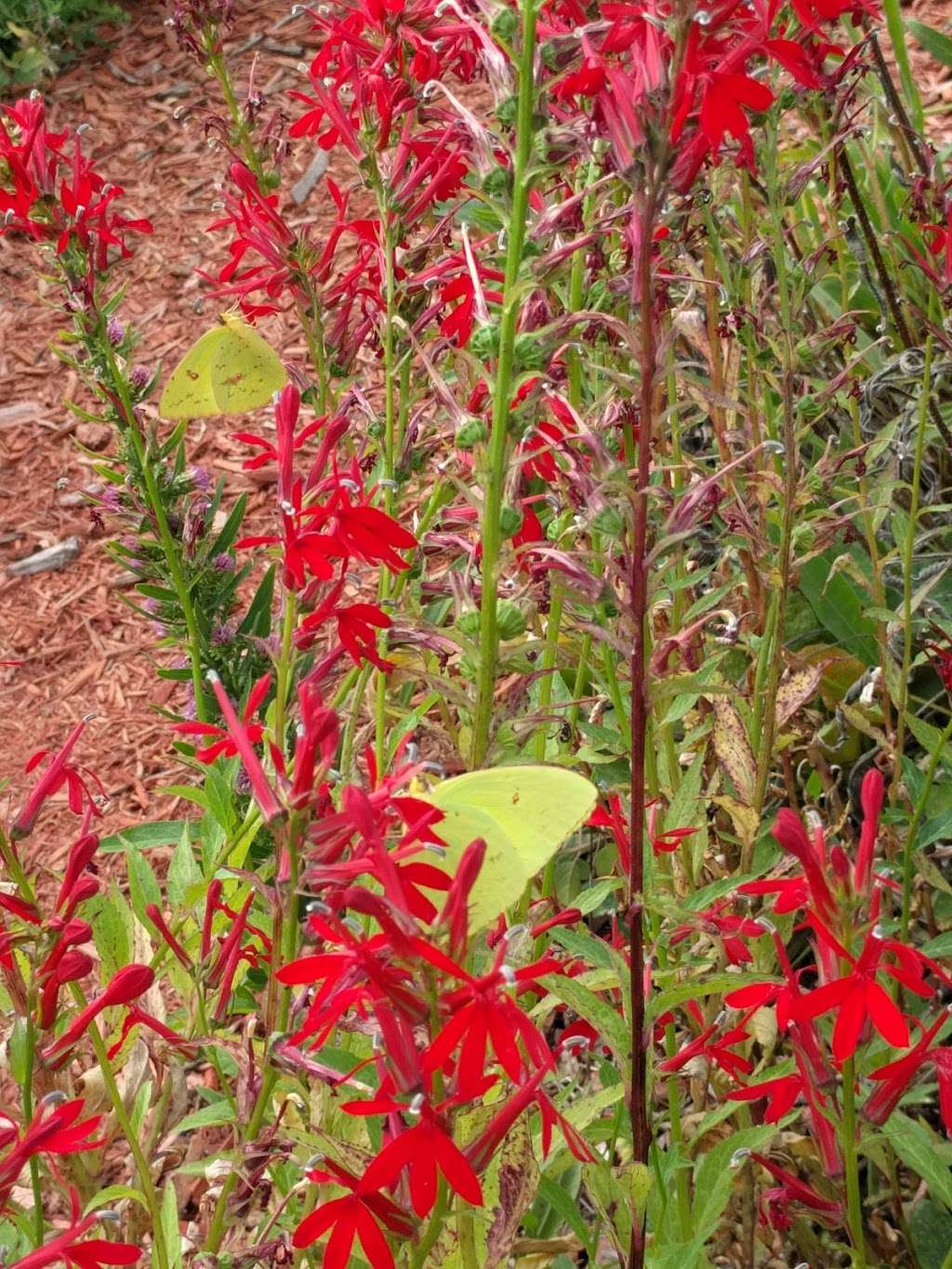 Pollinator Prairie | 320 S Blake St, Olathe, KS 66061, USA | Phone: (913) 693-1905