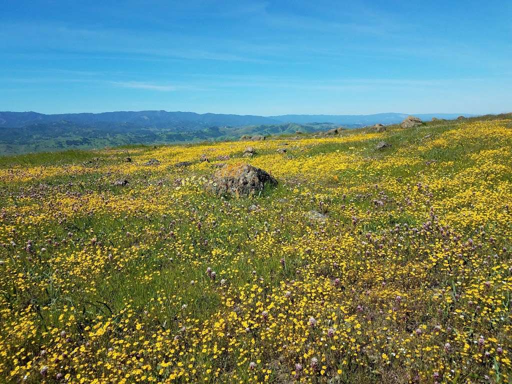 Coyote Ridge Open Space Preserve | 9611 Malech Rd, Morgan Hill, CA 95037, USA