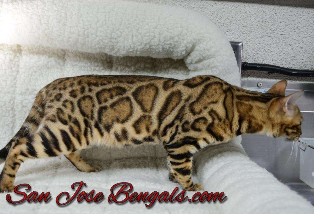 San Jose Bengal Cats | 171 Branham Ln, San Jose, CA 95136, USA | Phone: (408) 478-8707