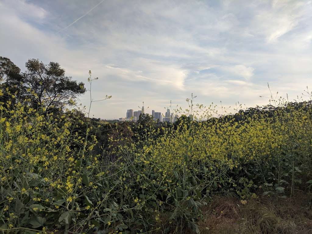 Marian Harlow Memorial Grove | Elysian Park Trail, Los Angeles, CA 90026, USA