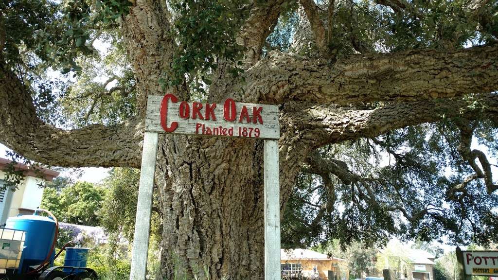 Cork Oak Tree | 2680 Soquel Ave, Santa Cruz, CA 95062, USA