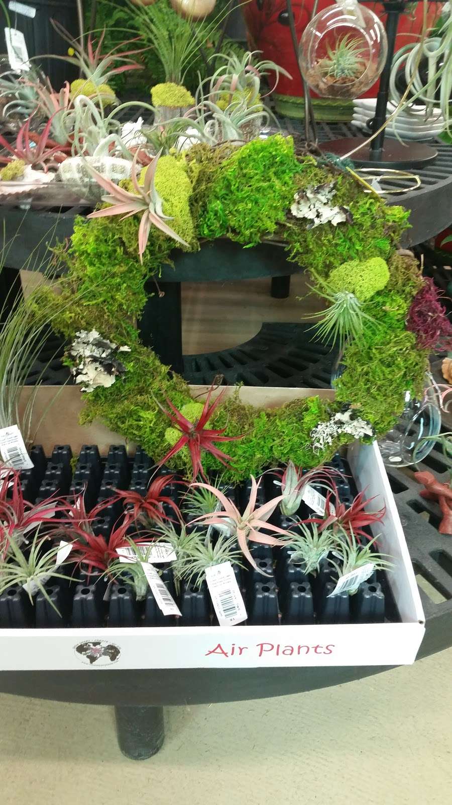 OTooles Garden Center | 1404 Quail St, Lakewood, CO 80215 | Phone: (303) 232-6868