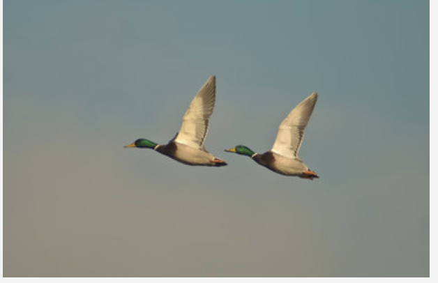 M R Ducks Apparel Shoppes | 13902 Coastal Hwy, Ocean City, MD 21842, USA | Phone: (410) 250-3770 M R Ducks Apparel Shoppes | 13902 Coastal Hwy, Ocean City, MD 21842, USA | Phone: (410) 250-3770