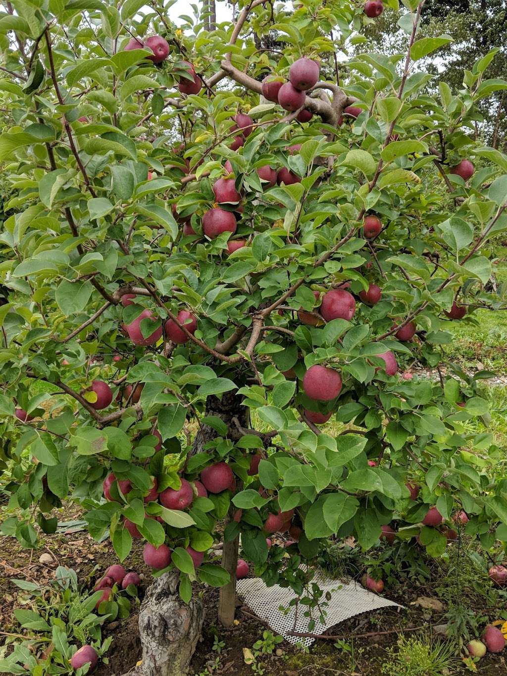 Russell Orchards | Ipswich, MA 01938, USA