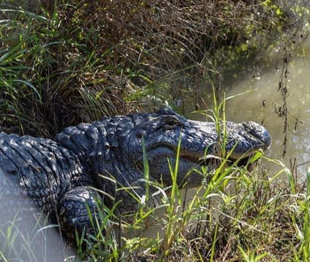 Crocodile Encounter | 23231 County Rd 48, Angleton, TX 77515, USA | Phone: (281) 595-2232