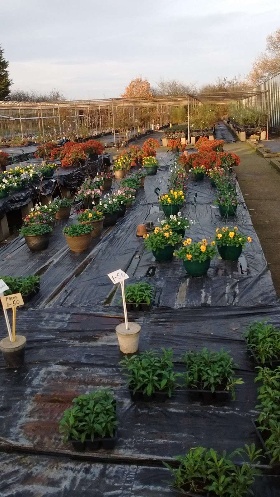 Chapelfield Nursery | Sewardstone Rd, London, Waltham Abbey, London E4 7RE, UK | Phone: 020 8529 1840