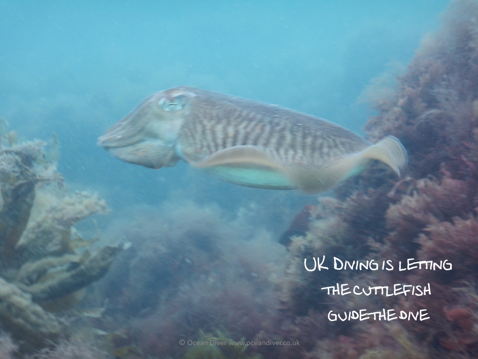 Ocean Diver | 44 Birchfield Cl, Coulsdon CR5 2SJ, UK | Phone: 07711 266476