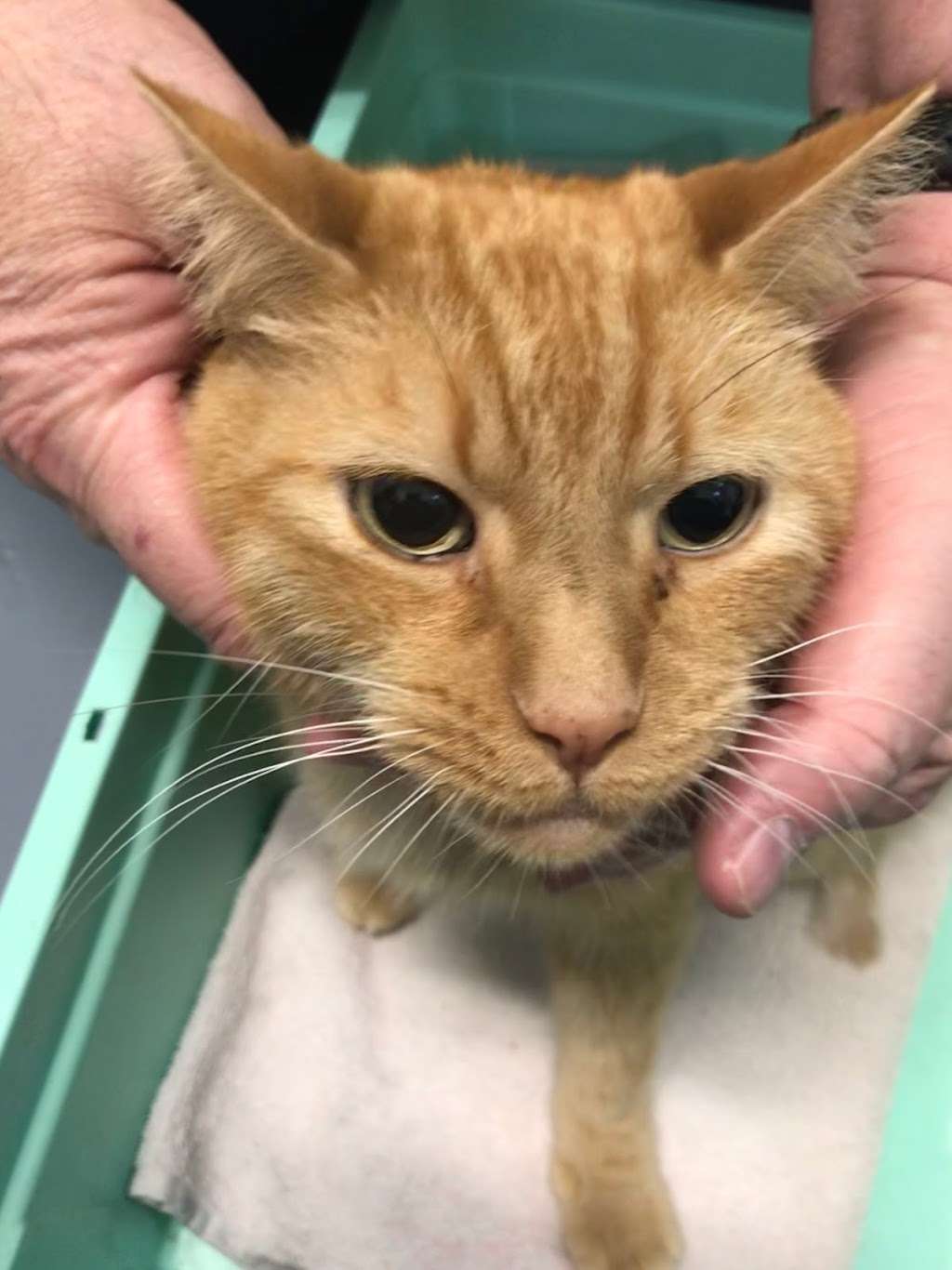 Santaluz Animal Care | 14677 Via Bettona Suite 105, San Diego, CA 92127, USA | Phone: (858) 258-5590