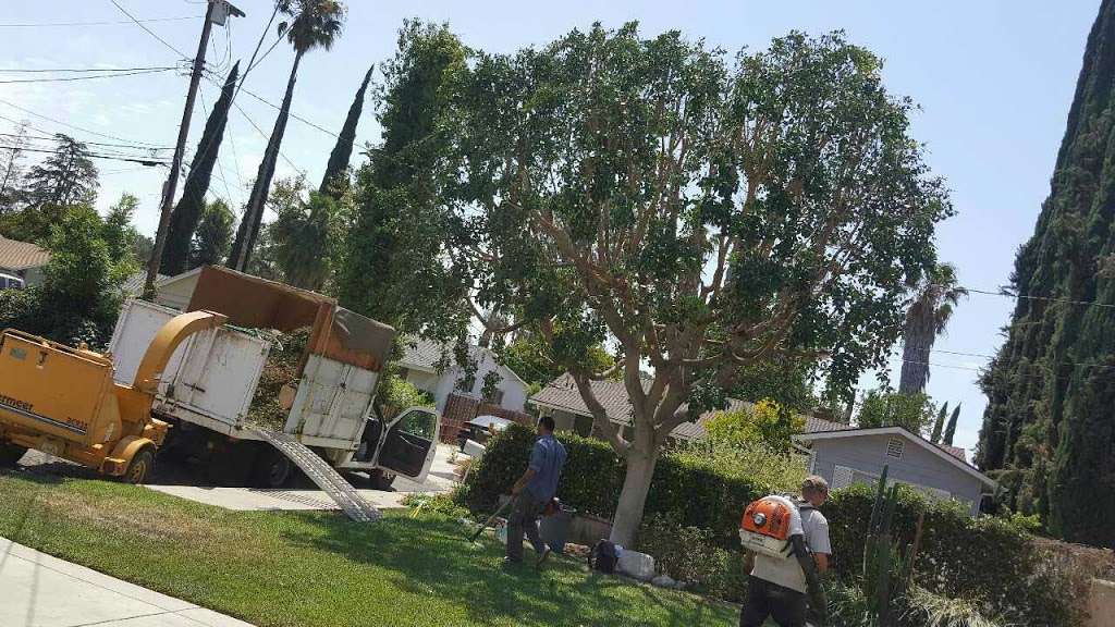 Tree Service | 428 W 109th Pl, Los Angeles, CA 90061, USA | Phone: (213) 321-0677