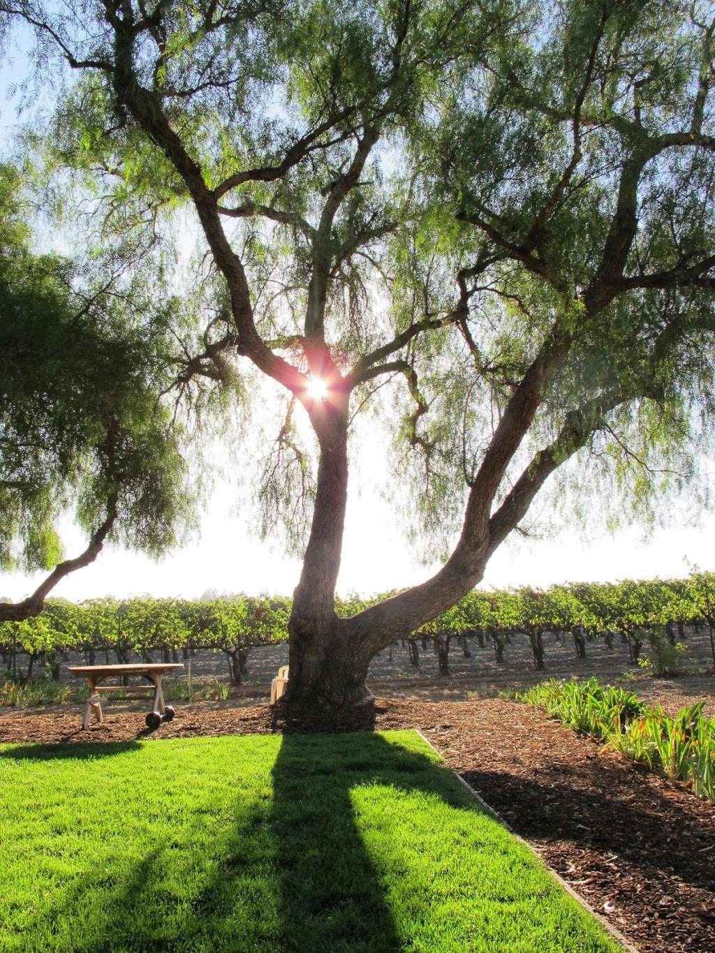 Retzlaff Vineyards | 1356 S Livermore Ave, Livermore, CA 94550 | Phone: (925) 447-8941