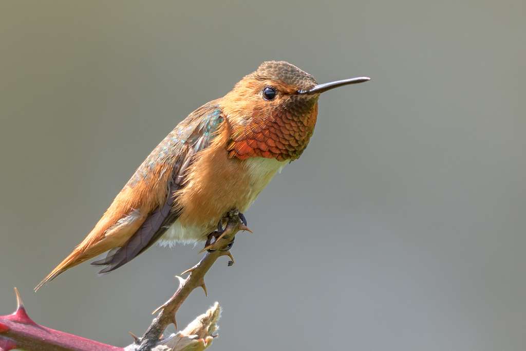 Texas Parks & Wildlife Department | 346 Oaks Trail #100, Garland, TX 75043, USA | Phone: (972) 226-9966