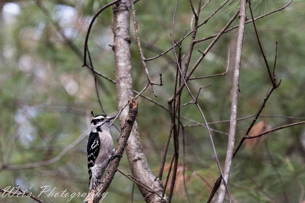 Fort Wildlife Refuge | 1445 Providence Pike, North Smithfield, RI 02896, USA