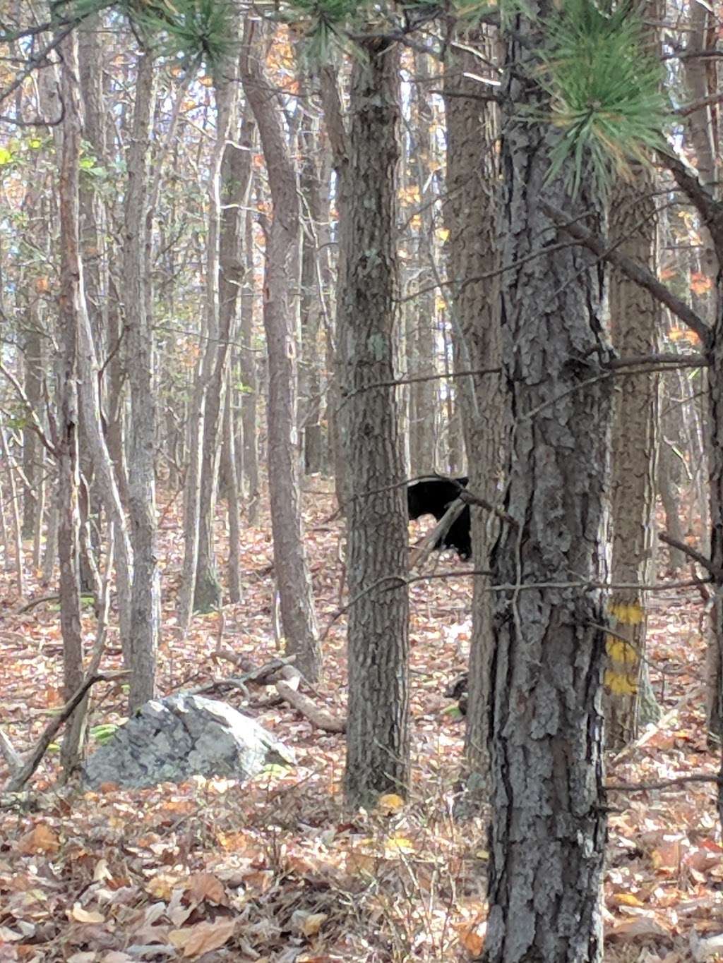 Shannondale Springs Wildlife Management Area East | Harpers Ferry, WV 25425, USA