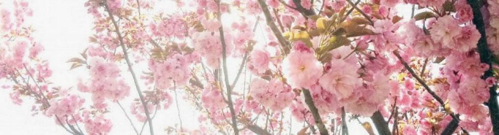 Moon Placenta Encapsulation | 906 Curdwood Blvd, Nashville, TN 37216, USA | Phone: (631) 988-9513