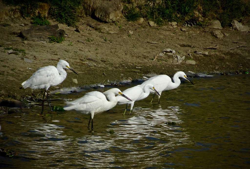 Libby Lake Park | 504 Calle Montecito, Oceanside, CA 92057, USA | Phone: (760) 435-5041