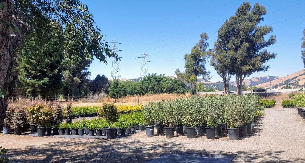 Calaveras Nursery, Inc. | 1000 Calaveras Rd, Sunol, CA 94586, USA | Phone: (925) 862-2286