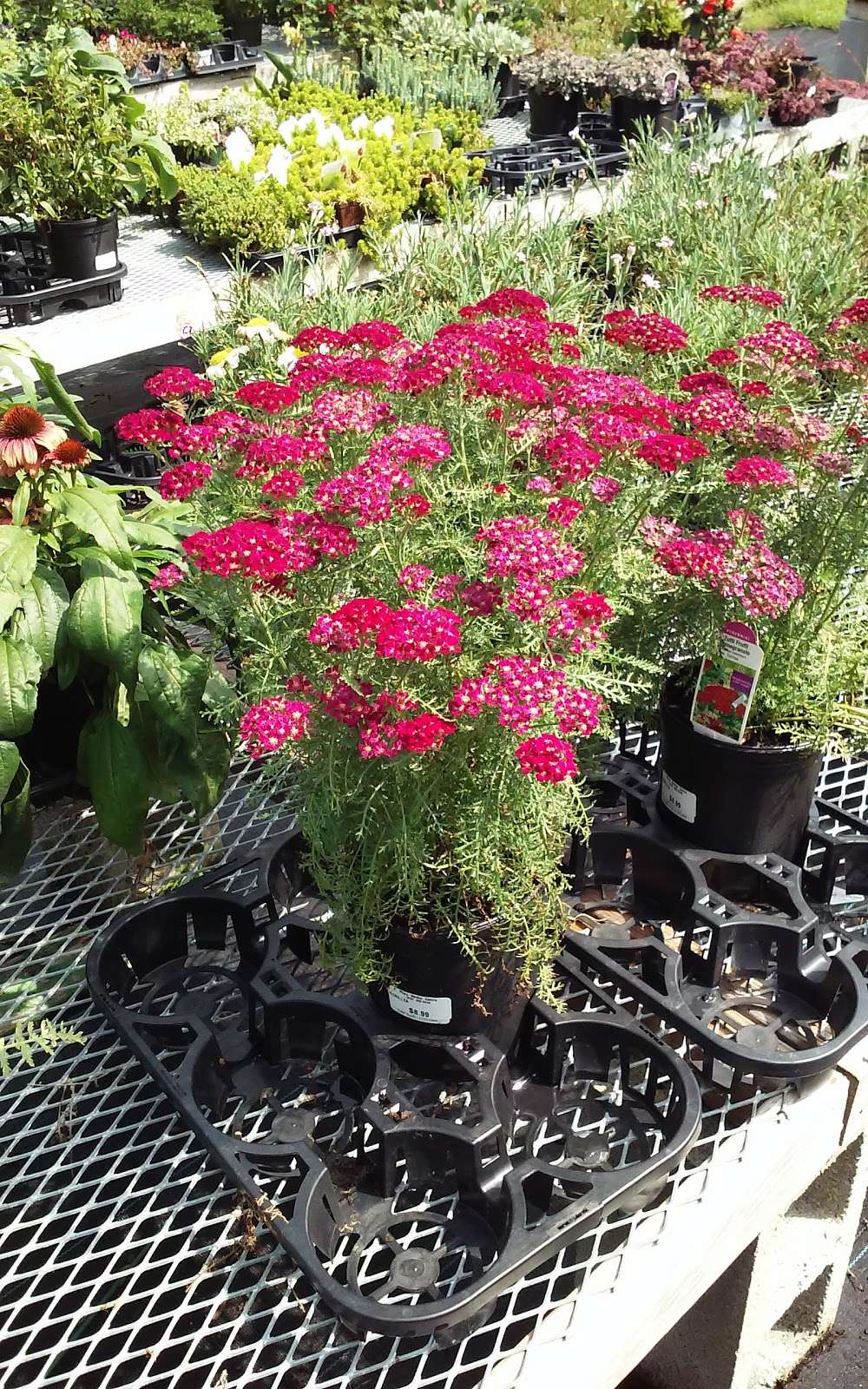 Pharo Garden Centre | 4505 Easton Ave, Bethlehem, PA 18020 | Phone: (610) 866-0246