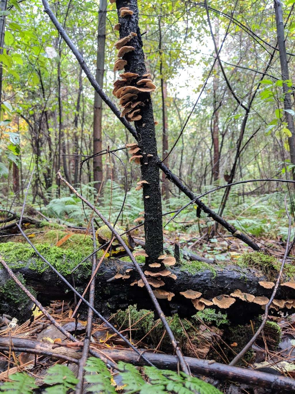 Kettle Moraine State Forest Southern Unit | Dousman, WI 53118, USA | Phone: (262) 594-6200