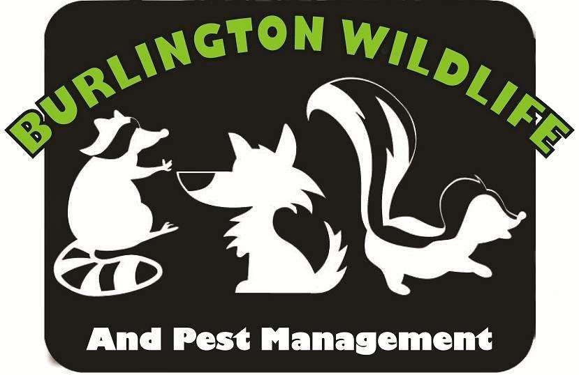 Burlington Wildlife & Pest Management | 8925 McHenry St, Burlington, WI 53105, USA | Phone: (262) 492-6000
