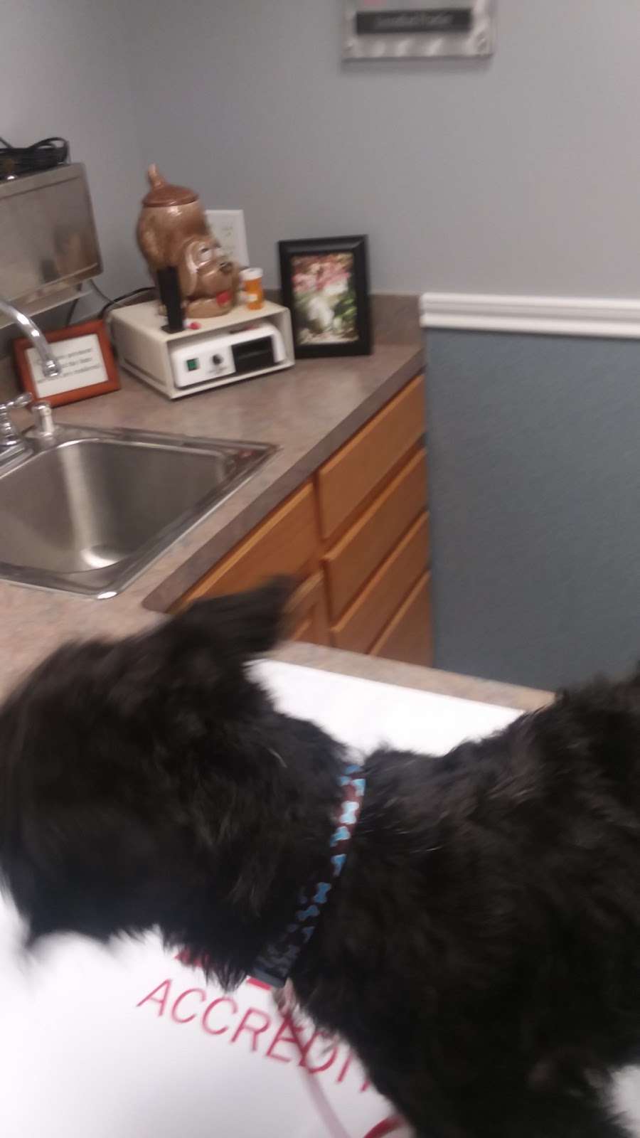 Pearland Pet Health Center | 10525 Hughes Ranch Rd, Pearland, TX 77584, USA | Phone: (713) 436-2555