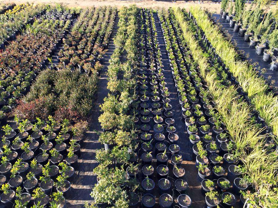 GreenBrush Nursery | 40529 12th St W, Palmdale, CA 93551 | Phone: (661) 266-9137