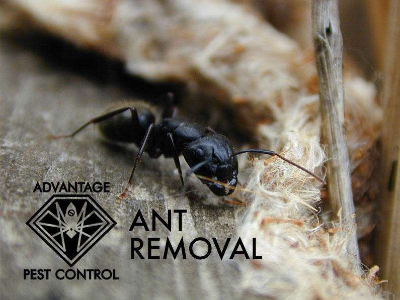 Advantage Pest Control, Inc | 76 Summer St, Manchester-by-the-Sea, MA 01944, USA | Phone: (978) 526-4567