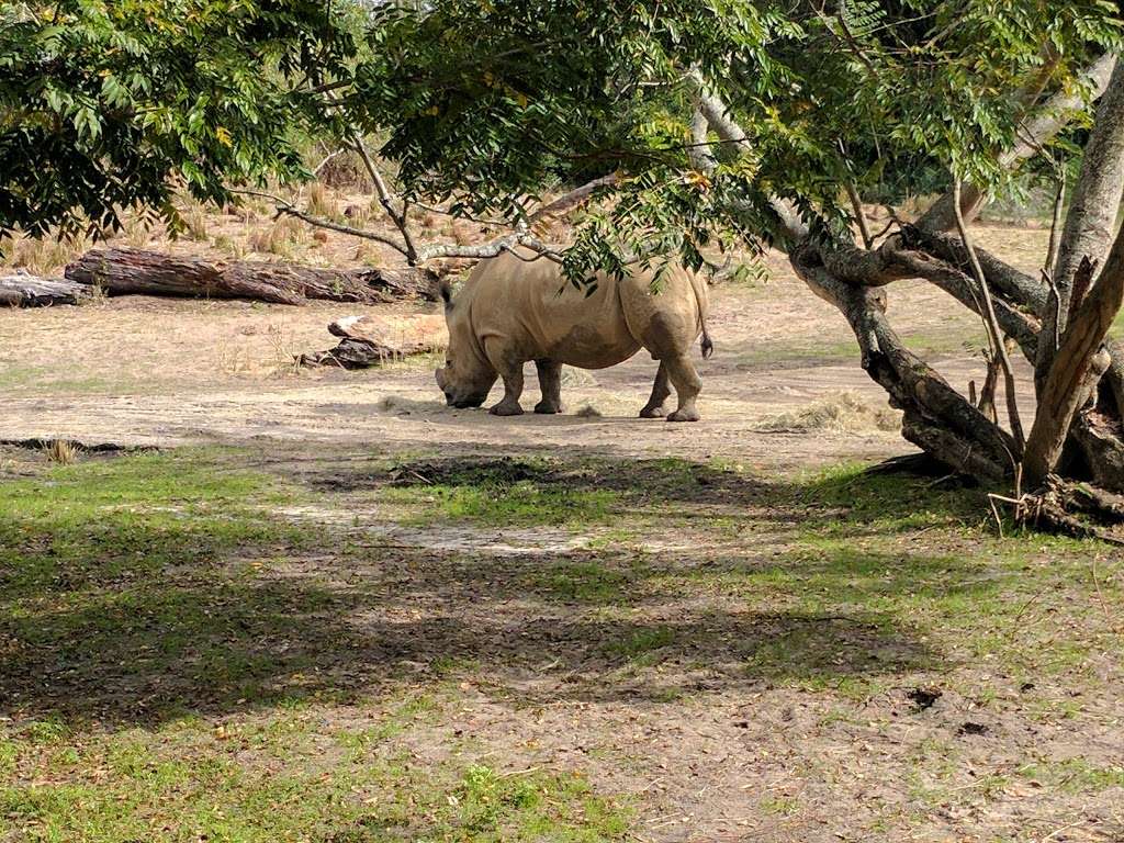 Kilimanjaro Safaris | 2901 W Osceola Pkwy, Orlando, FL 32830, USA | Phone: (407) 939-5277