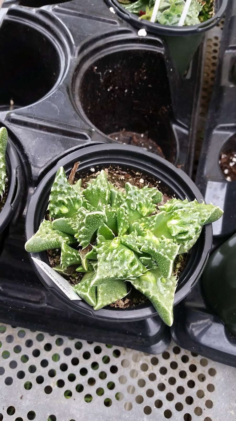 Lakeside Greenhouses | 31494 Greenhouse Ln, Laurel, DE 19956, USA | Phone: (302) 875-2457