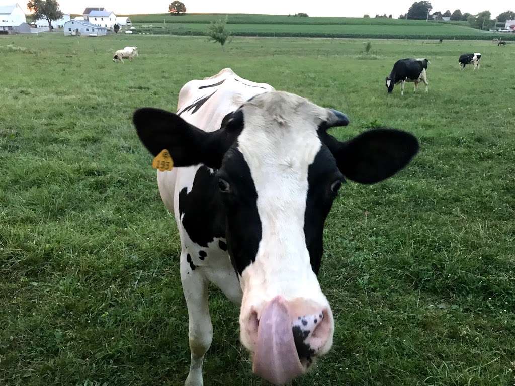 Groff Memorial Park | 121 W Conestoga St, New Holland, PA 17557, USA